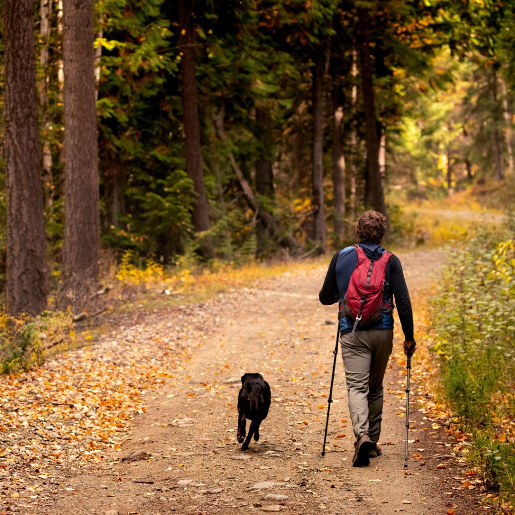Pet Travel | European Pet Travel