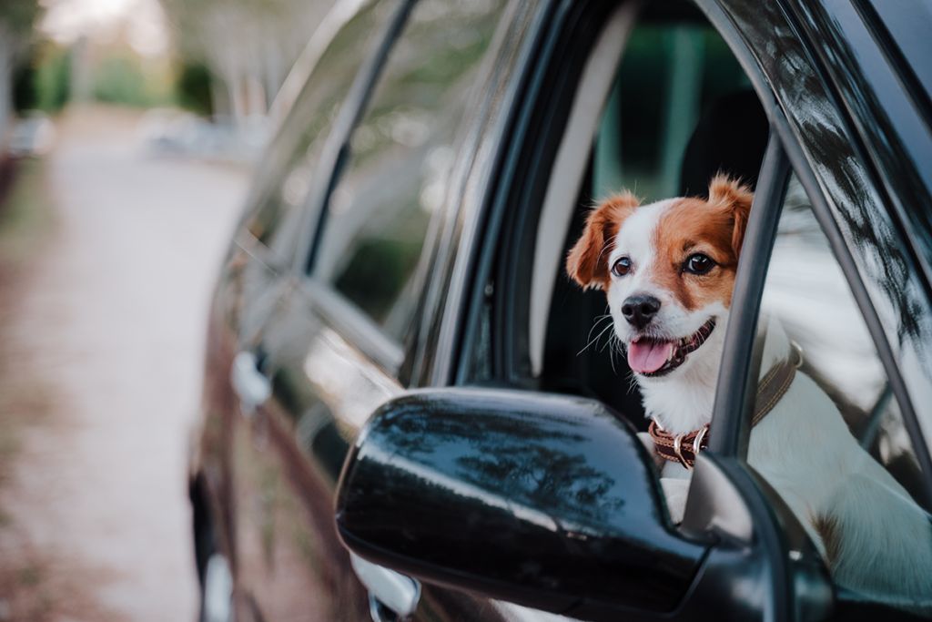 Can I take my pet abroad with me? | European Pet Travel