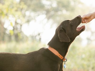 Pet Taxi UK to Europe | European Pet Travel 