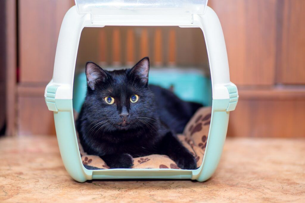 UK Pet Transport | European Pet Travel
