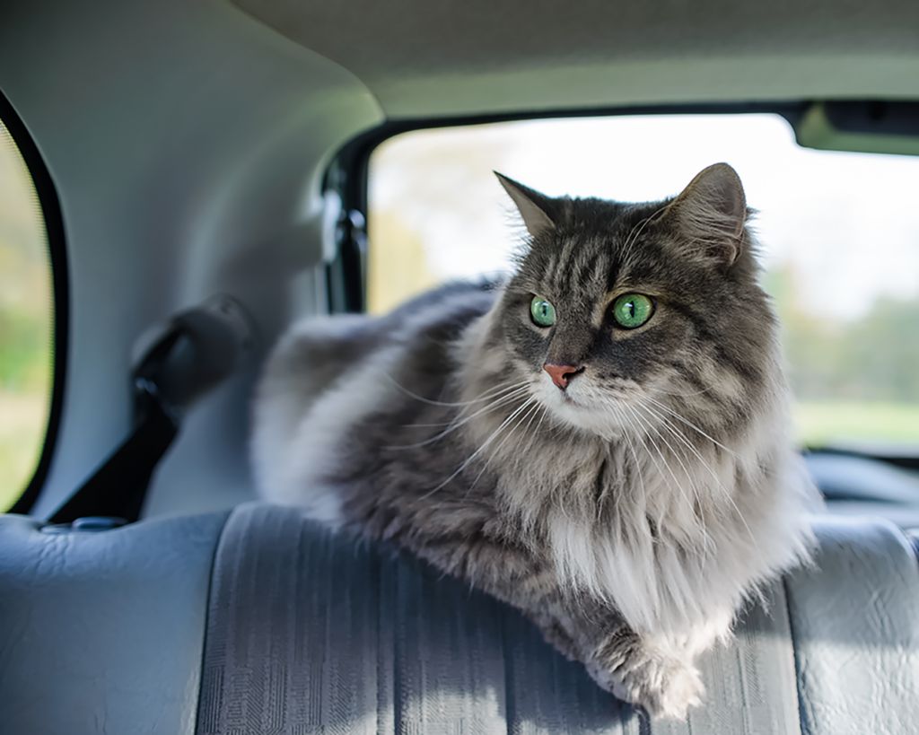Pet Taxi Service UK | European Pet Travel