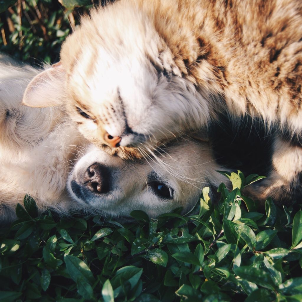 Europe to UK Pet Taxi | European Pet Travel