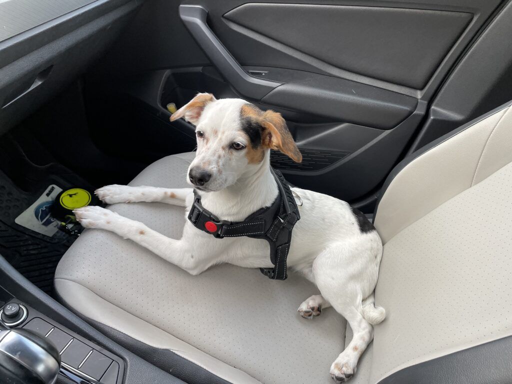 European Pet Transport | European Pet Travel