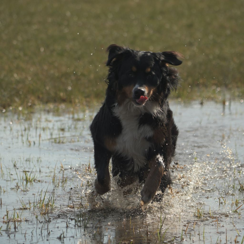 UK Pet Travel | European Pet Travel