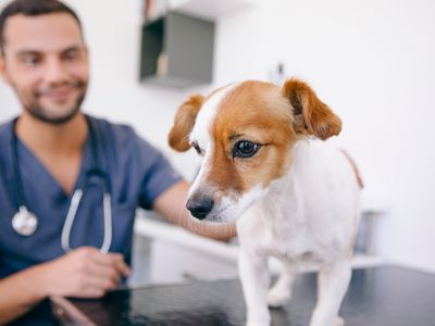 Pet Taxi Calais to Folkestone | European Pet Travel