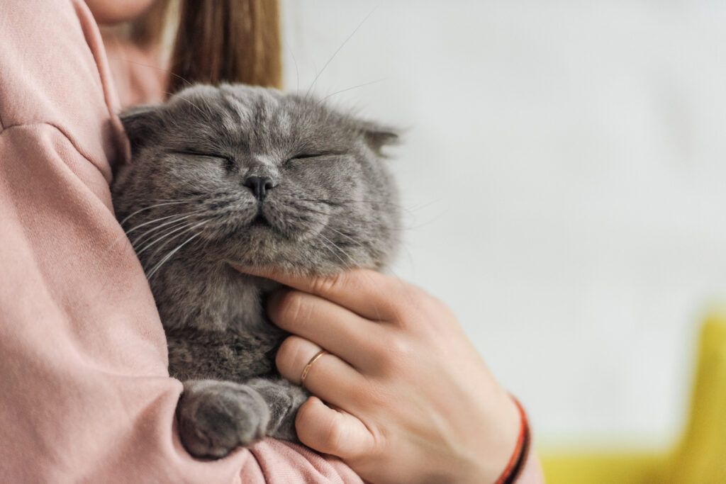 Pet Taxi UK | European Pet Transport