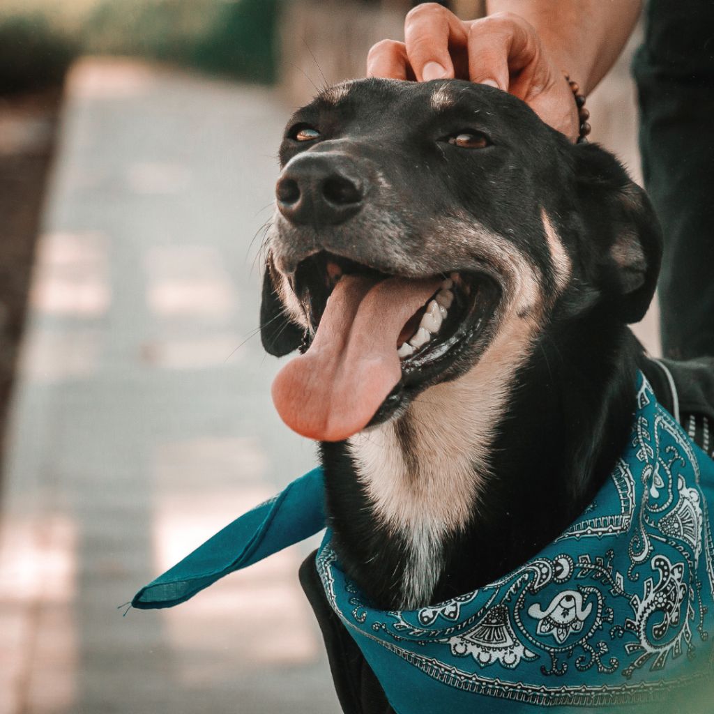 UK Pet Taxi Service | European Pet Travel