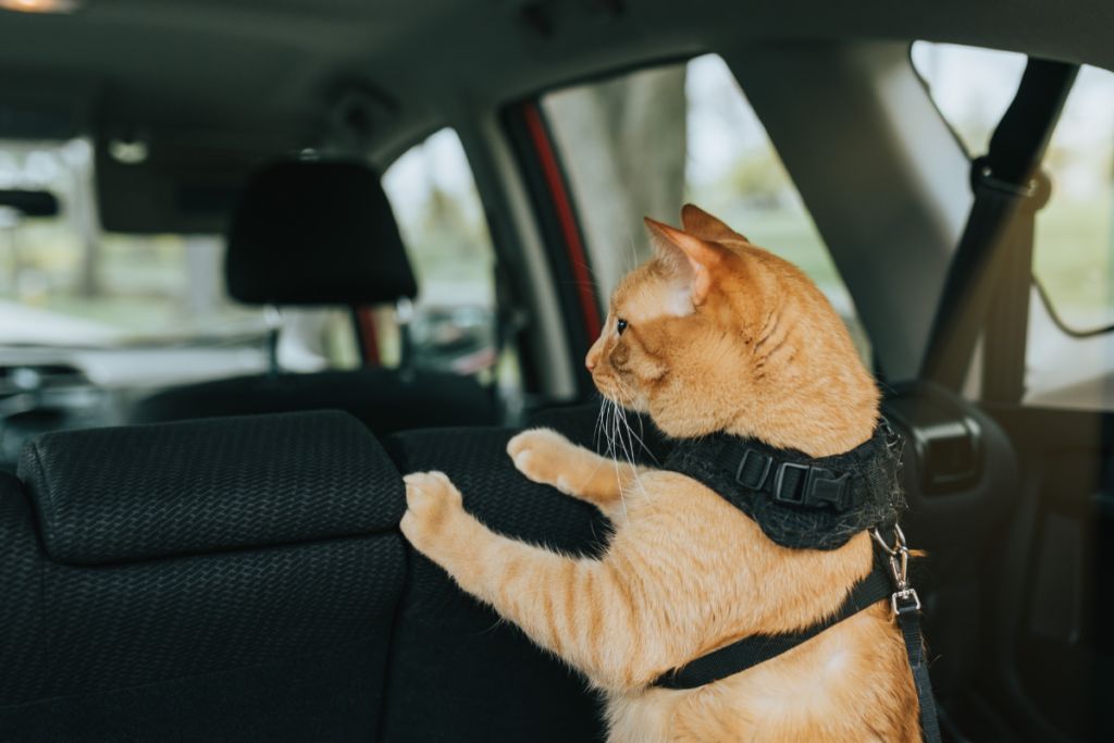 Pet Taxi Transport in Dover | European Pet Travel