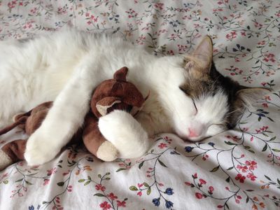Pet Taxi Dover to Calais | European Pet Travel