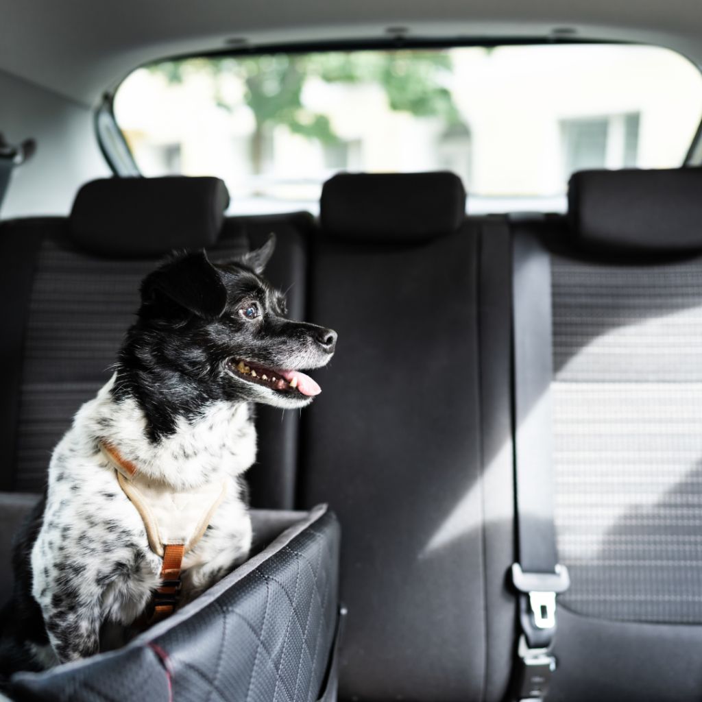 How to travel with your dog | European Pet Travel