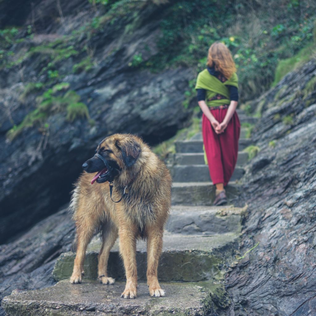 European Pet Travel | European Pet Travel