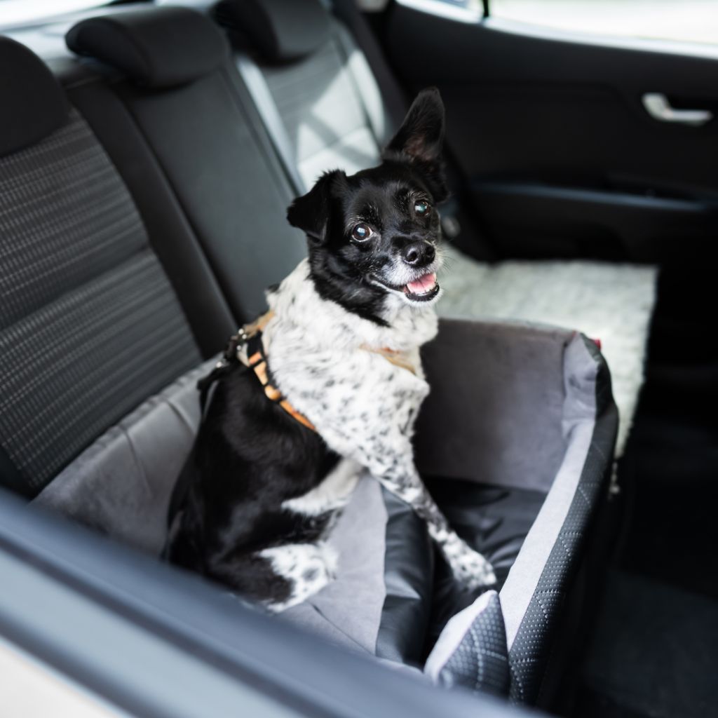 Pet Taxi Service | European Pet Transport