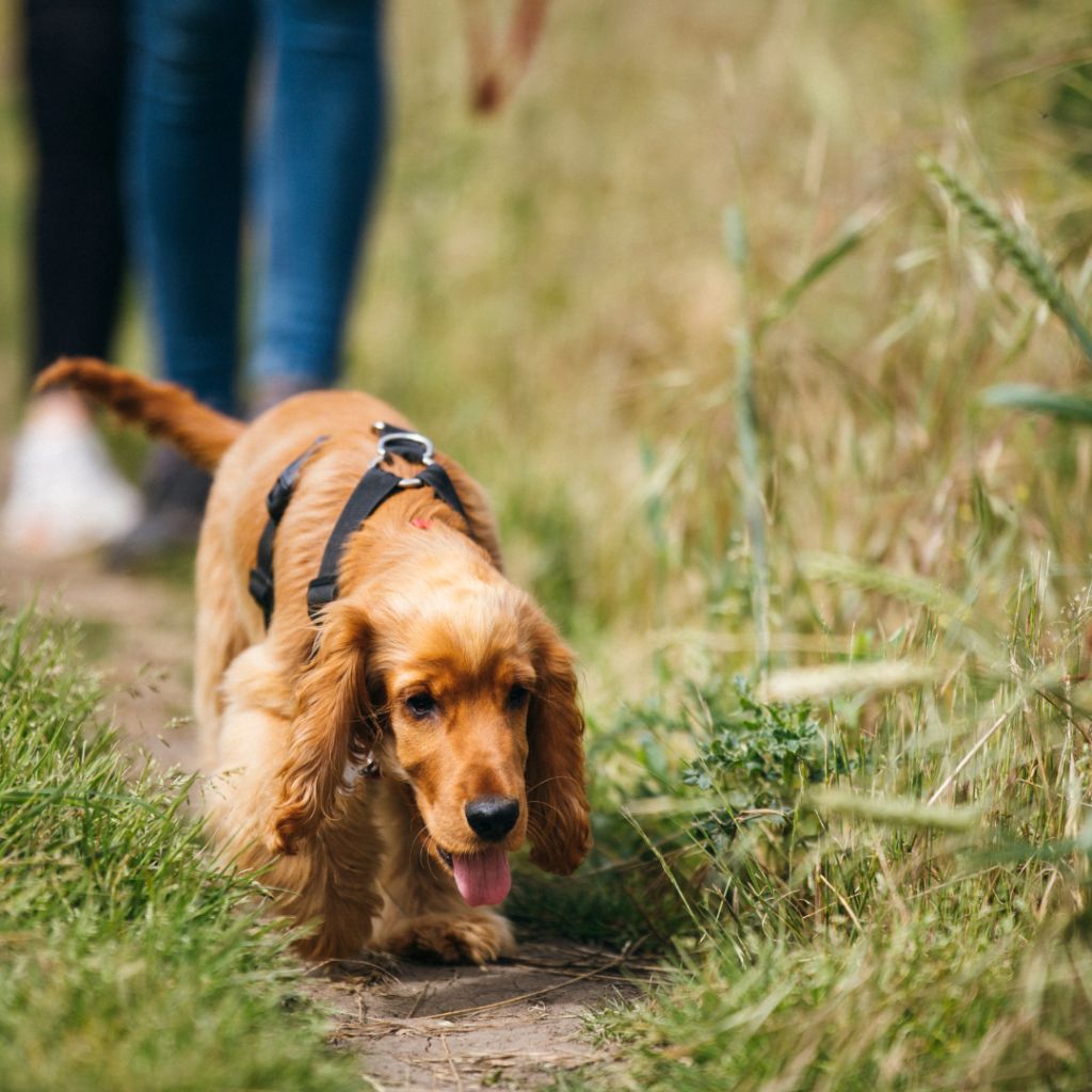 pet taxi Europe to UK | European Pet Transport