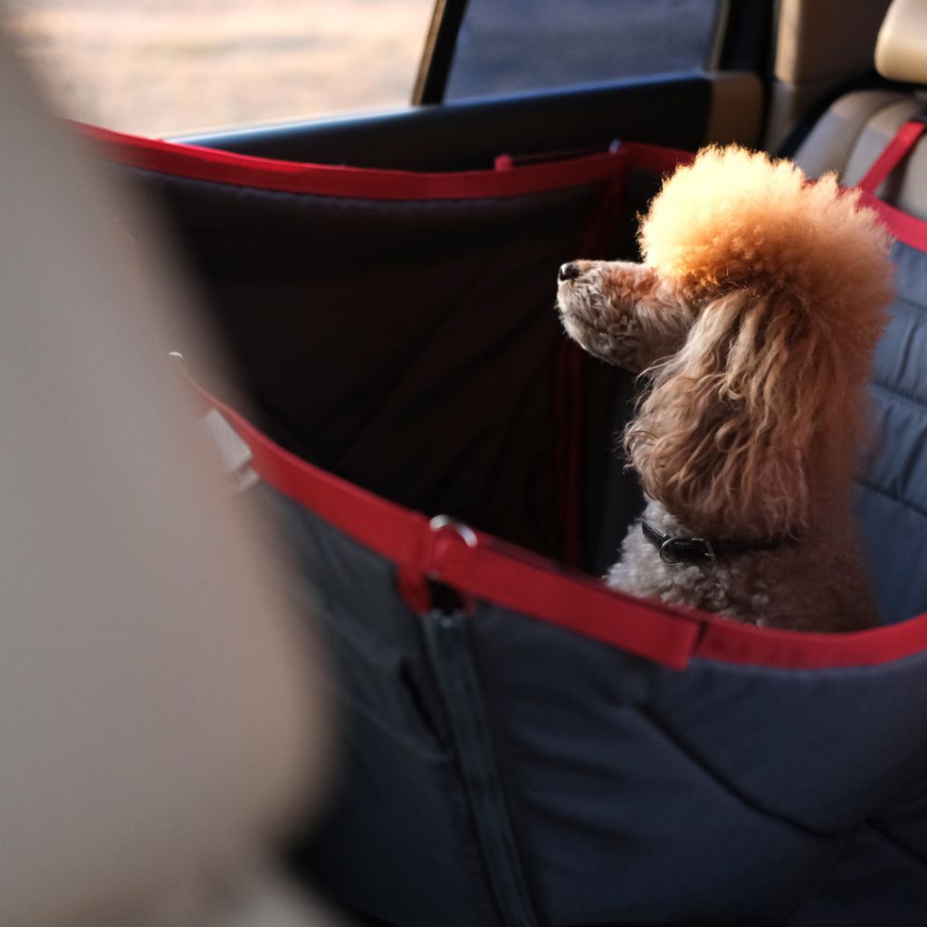 European Pet Taxi | European Pet Transport