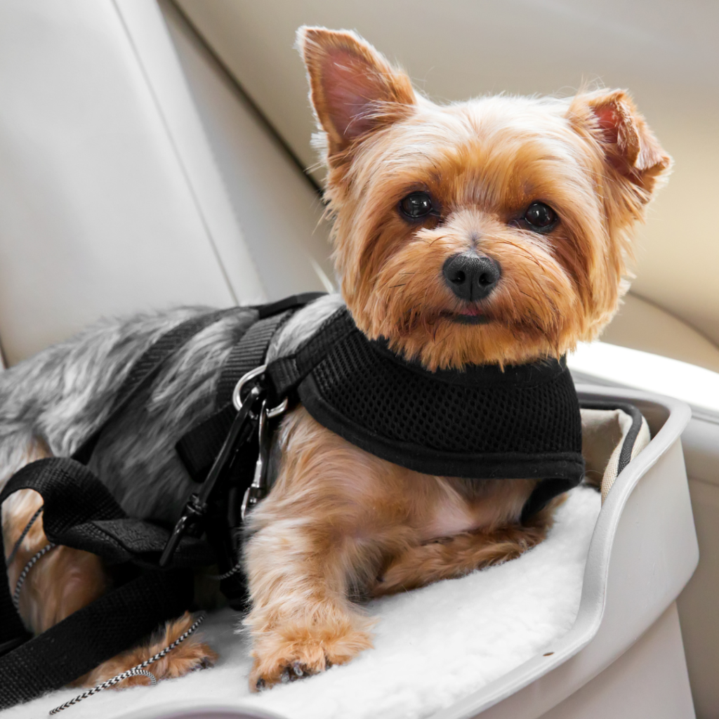 car sickness in dogs | pet travel | pet taxi 