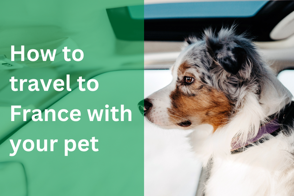 Pet Taxi Service – How to travel from the UK to France