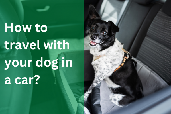 How to travel with your dog in the car? 7 Do’s and Don’ts
