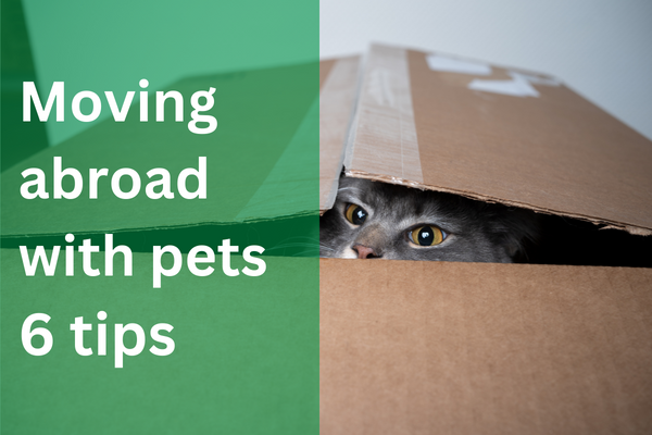 6 helpful tips for moving abroad with pets | Pet Taxi UK
