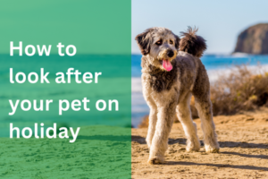 How to look after your pet on holiday | European Pet Travel