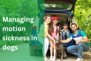 family with dog near car | how to help motion sickness in dogs